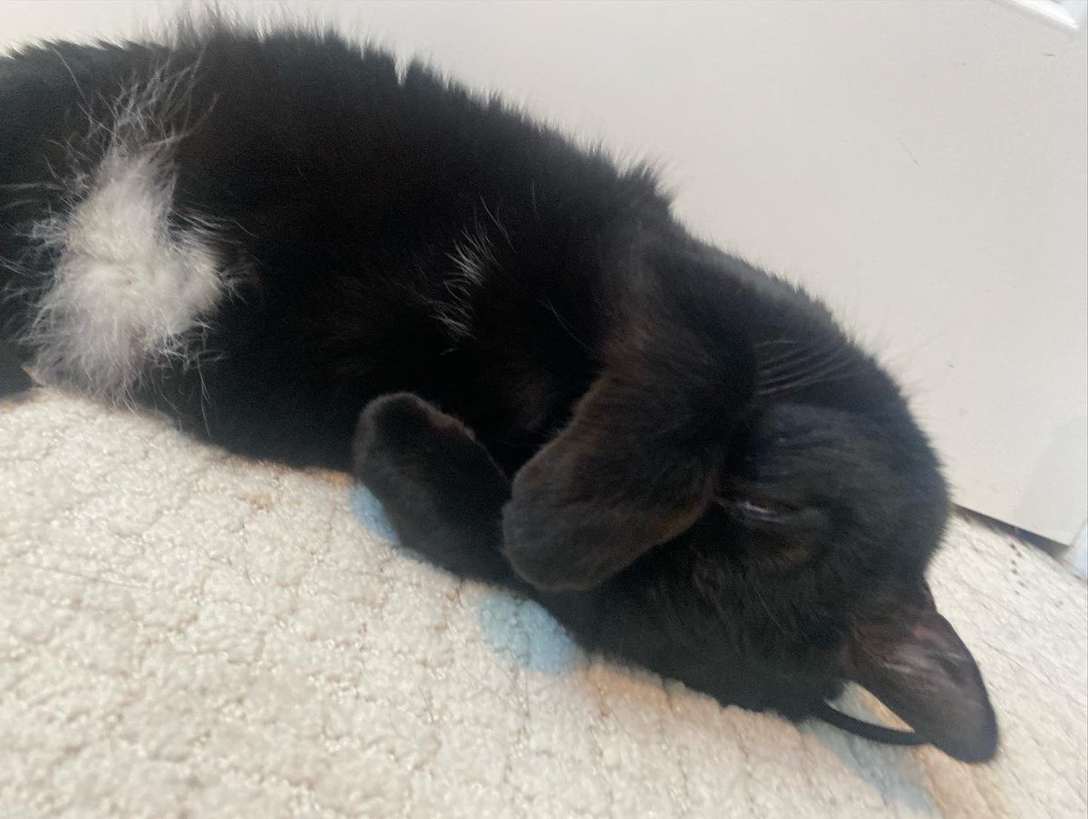 bigfootjinx's tweet photo. nap time 💤 https://t.co/satqXvnTb7