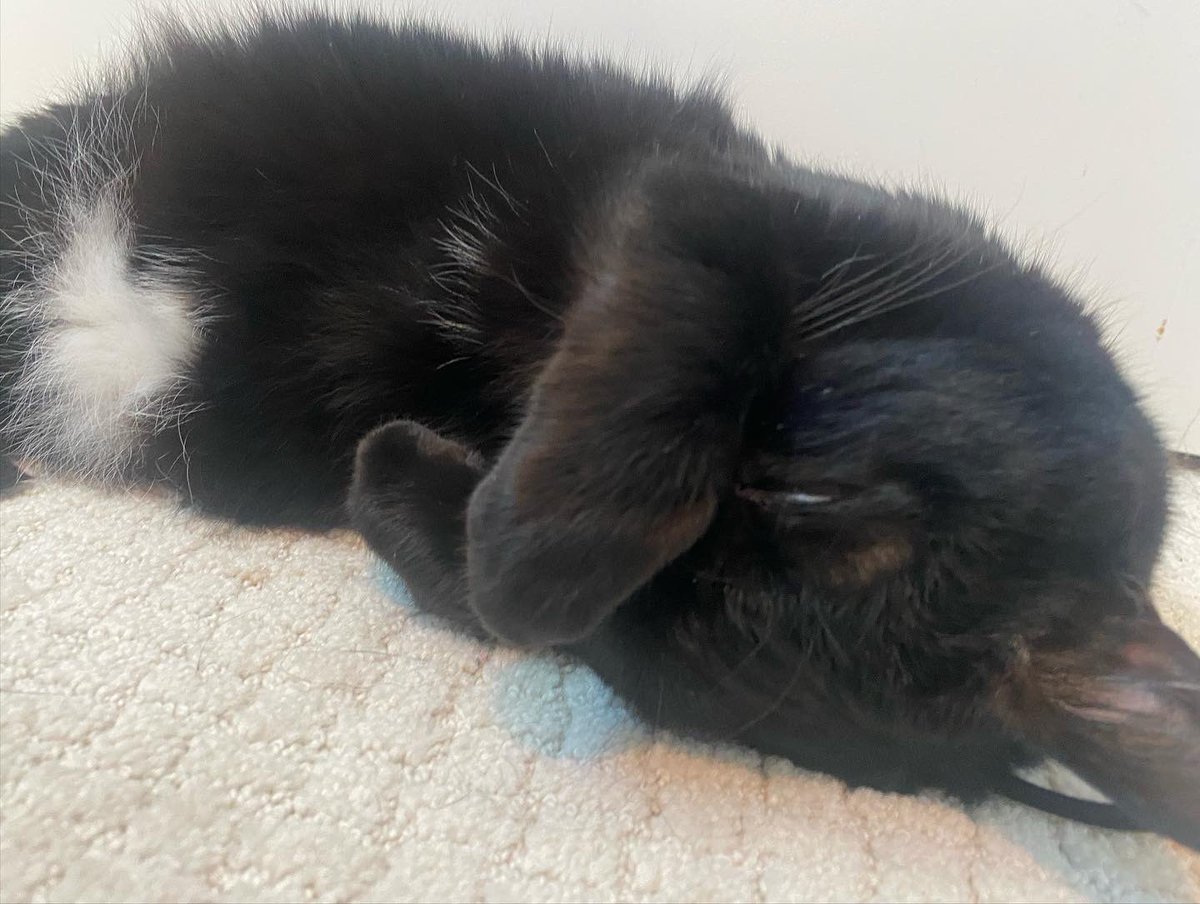 bigfootjinx's tweet photo. nap time 💤 https://t.co/satqXvnTb7