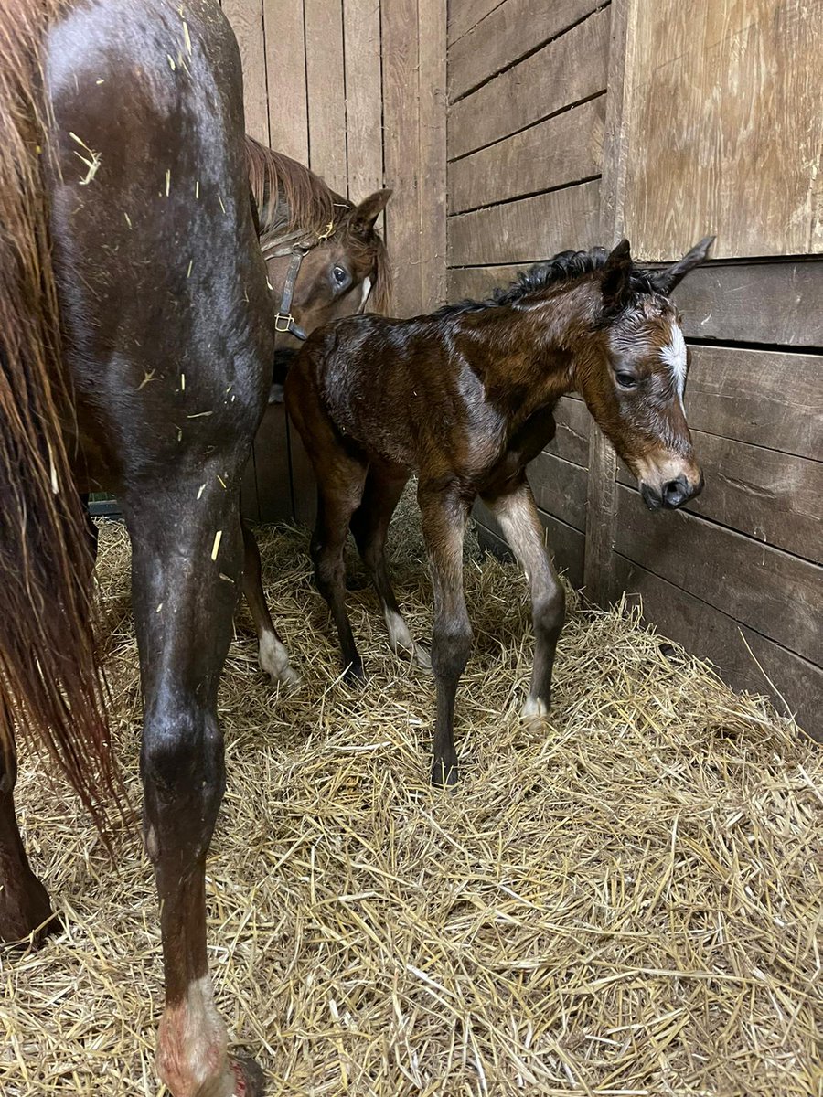 Jason Hall (@jhall8888) on Twitter photo @AuerHeat <a href="/HillnDaleFarm/">Hill 'n' Dale Farms</a> <a href="/FoalPhotos/">FoalPhotos.com</a> <a href="/keenelandsales/">Keeneland Sales</a> <a href="/FasigTiptonCo/">Fasig-Tipton</a> @TVG <a href="/ABRLive/">America'sBestRacing</a> <a href="/KyHBPA/">KyHBPA</a> <a href="/KYTbred/">Kentucky Thoroughbred Association</a> Our final foal... a Dominus filly out of our mare that won the Kentucky Downs Turf Sprint. @AuerHeat <a href="/HillnDaleFarm/">Hill 'n' Dale Farms</a> <a href="/FoalPhotos/">FoalPhotos.com</a> <a href="/keenelandsales/">Keeneland Sales</a> <a href="/FasigTiptonCo/">Fasig-Tipton</a> @TVG <a href="/ABRLive/">America'sBestRacing</a> <a href="/KyHBPA/">KyHBPA</a> <a href="/KYTbred/">Kentucky Thoroughbred Association</a> Our final foal... a Dominus filly out of our mare that won the Kentucky Downs Turf Sprint.