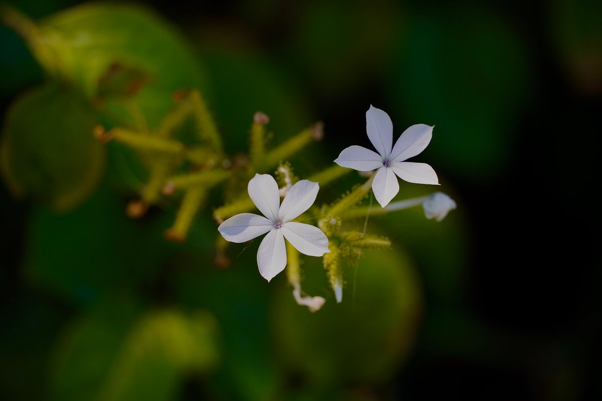 HanaumaOutreach's tweet photo. Kilo Wednesday (5.25.22): 

Can you name this Indigenous plant?

a. Naupaka kahakai
b. ʻŌhelo kai 
c. ʻIlieʻe
d. ʻĀkia

#KiloWednesday #UHSeaGrant #hawaiiseagrant #SOEST #HBEP #HanaumaBay #MLCD #indigenousplants https://t.co/fGhG3iAeA9