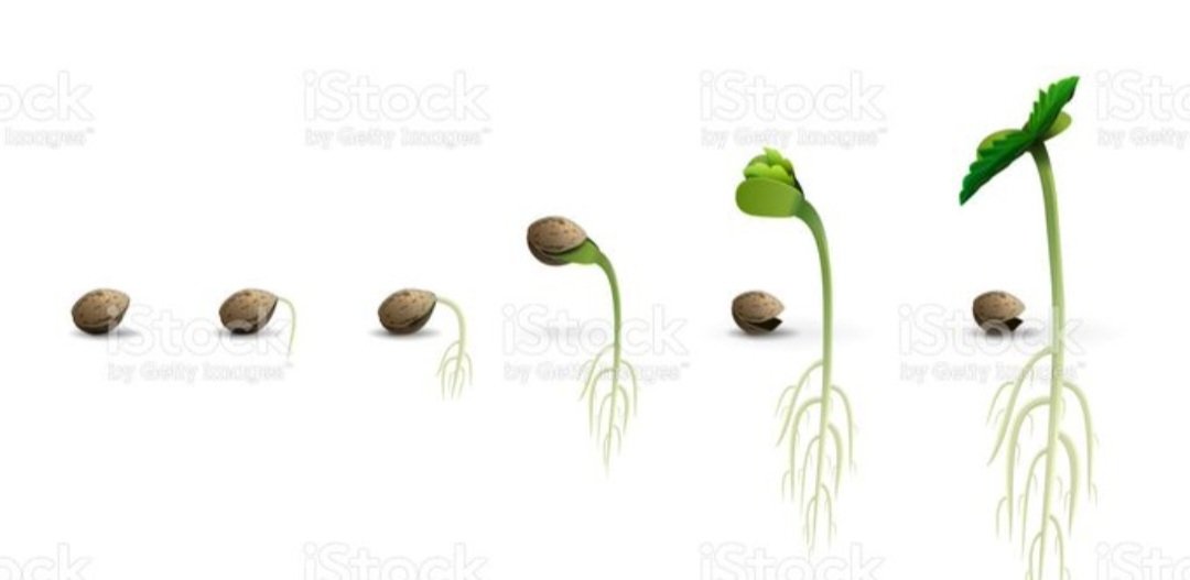 TheSeedlings420's tweet photo. We nurture growth &amp; development 💚🌱If you want the opportunity to become a pioneer in the web3 cannabis industry, The Seedlings NFT would be the best place to start.
#Mmemberville
#growyourown #plantmedicine
#cannabiscommunity #SolanaNFTs #HighTweeds
#cannabisculture
#marijuana https://t.co/KoT2Lauqxi