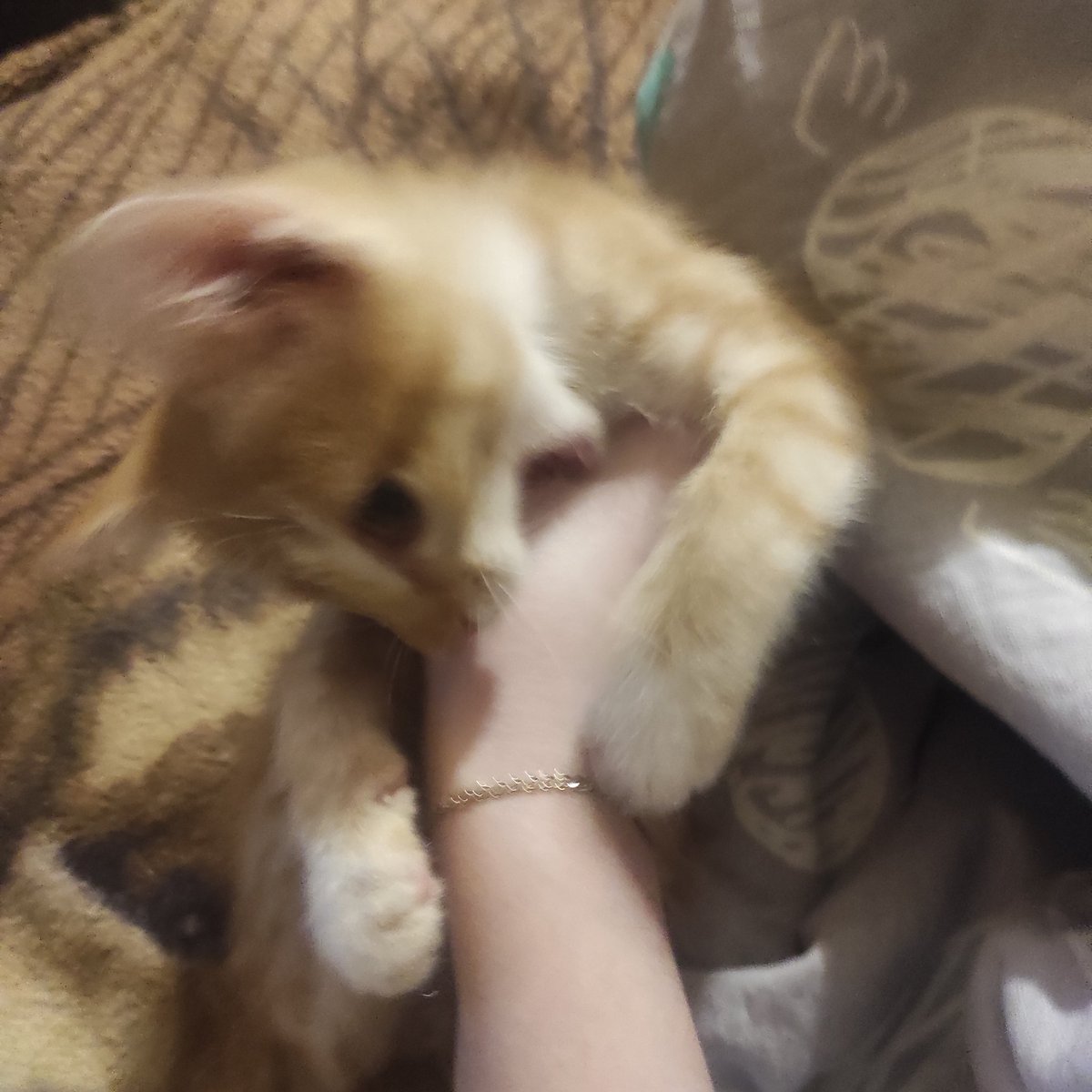 Под шерстяным одеялом (@selya_candya) on Twitter photo 