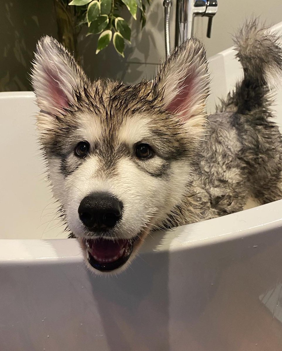 NecesitoUnPerro's tweet photo. Me gusta verlos recién bañados!! https://t.co/c8gzY5iRgR