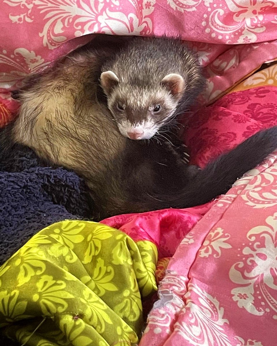PawBoost's tweet photo. Spread the good news! Thank you to everyone who shared Tidus' alert. After 4 scary days of being lost, Tidus was found and is now finally back home with his pet parent. Welcome home, Tidus!❤️🐾 #ferret #pawboost #reunion https://t.co/YzrXtgyiSK