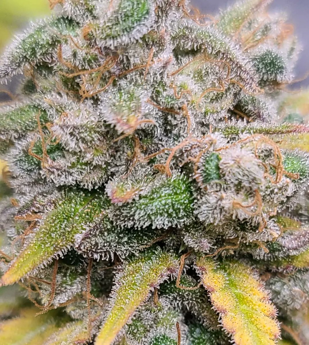 Up close &amp; personal with my Green Crack by Captain Redbeard 🥵 Week 11 and so close to finishing 😍👑💚🌬

Spider 🕷 Farmer SF4000 @spiderfarmerofficial 

Simpro formula🧪 <a href="/simproformula/">Simply Professional</a> 

💥code KUSH for 10% off at captainredbeardseeds.com💥
