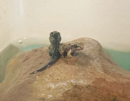DeltaStrand's tweet photo. What a lovely surprise for HMS Grimsby this morning! The tadpoles are now starting to turn into frogs!
The children have loved observing the life cycle of a frog this term!๐ธ #DeltaStrandScience @DeltaStrand
@mrirvingd @deltatrustsci #LifeCycle https://t.co/kQKs3VuKp6