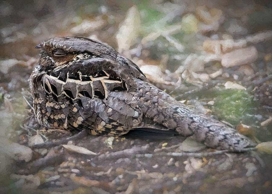 DebraMartz's tweet photo. Common Pauraque Sleeps In the Day by Debra Martz They #sleep during the day and hunt flying insects during the night. This one was sleeping under an orange tree.
https://t.co/nkE8s68iXb
#birdwatching #Nightjar #pauraque
#BuyIntoArt #FindArtThisSummer #PhotographyIsArt https://t.co/4e0Oaj63YD