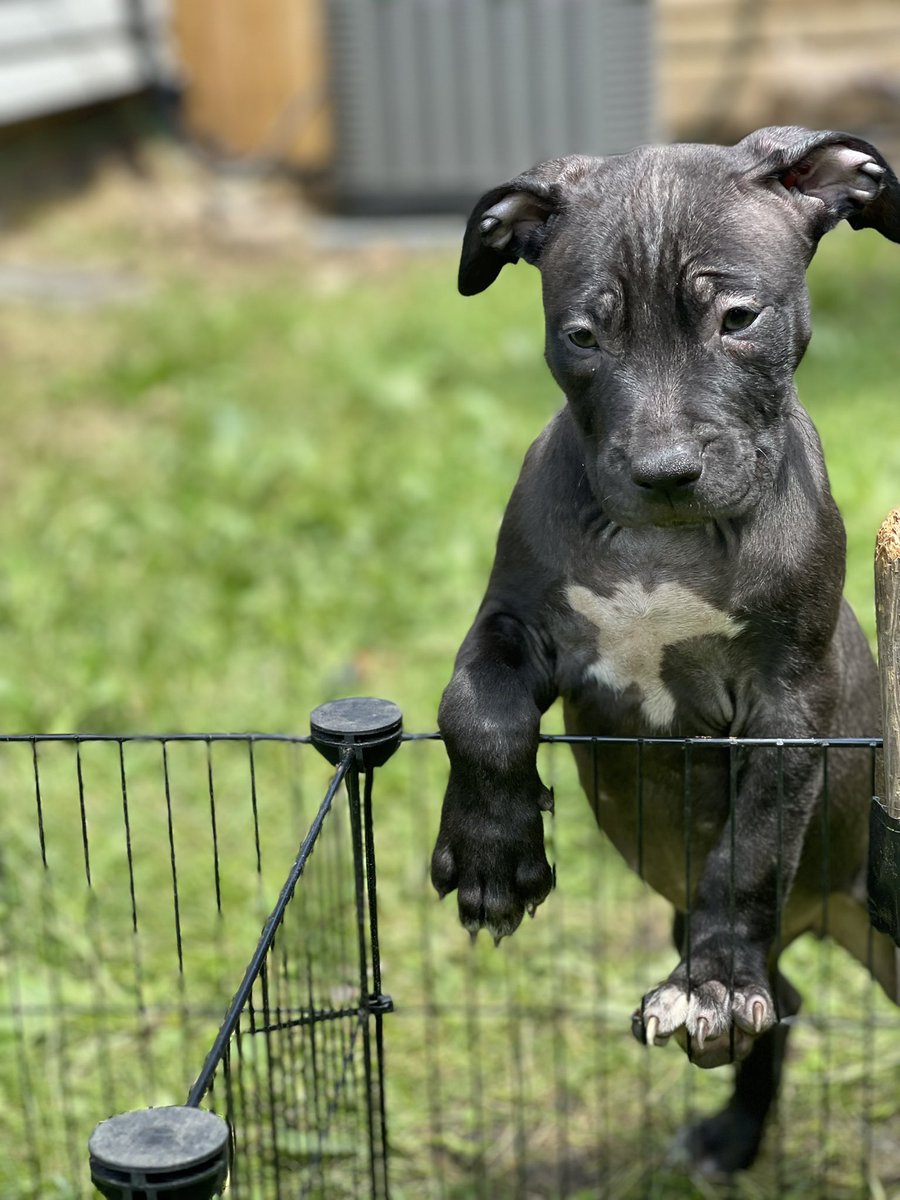 Bambino37's tweet photo. Available pups Red&amp;Bluenose.  Males and females https://t.co/4HmZpnwvje