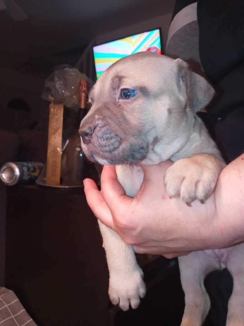 Bambino37's tweet photo. Available pups Red&amp;Bluenose.  Males and females https://t.co/4HmZpnwvje