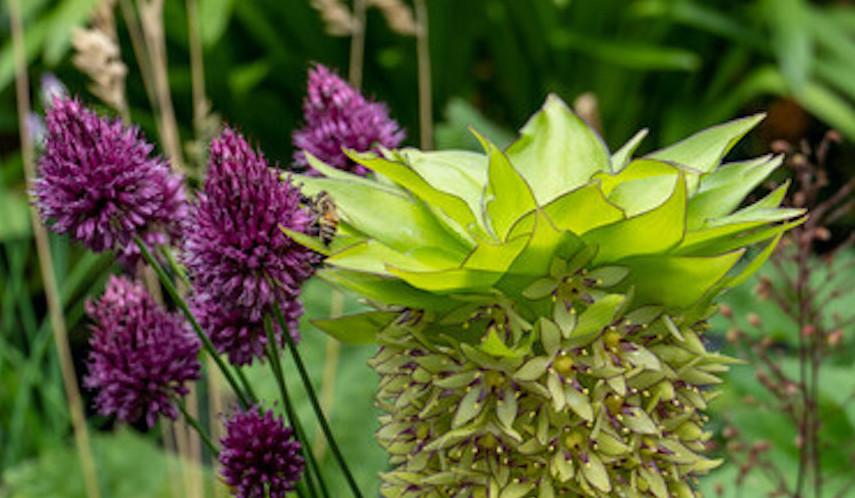 DigDropDone's tweet photo. Pineapple lily and allium...the perfect summer combination! #digdropdone #summergarden #summerflowers #summerbulbs #pineapplelily #pineapplelilyflower #eucomis #allium #alliums https://t.co/Qr5lQC6oAV