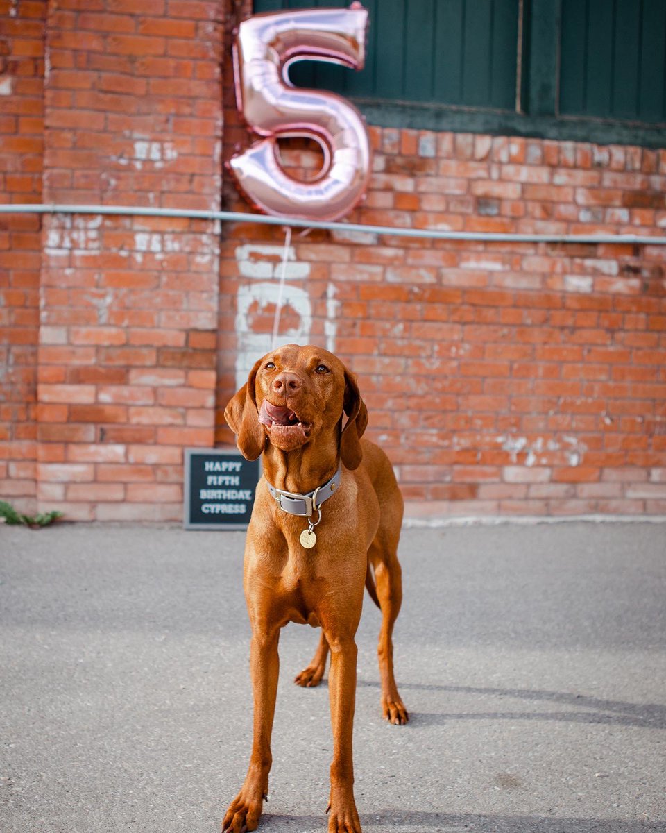 Happy fifth birthday to my very favourite ginger girl! Why do they grow up so fast? 🥺 #twitterdogcommunity #vizsla #birthdaydog #dogsoftwitter