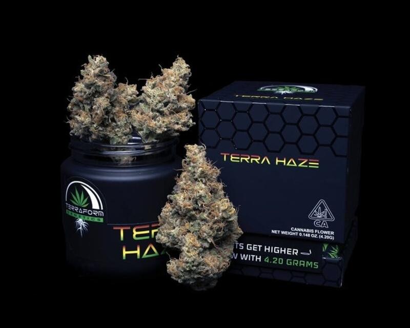 IMMERSIA BUDS tweet media