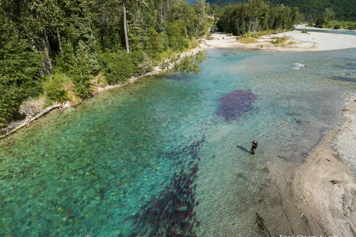 TroutUnlimited's tweet photo. 🚨 It’s time to get loud again for Bristol Bay🚨

Today, the U.S. @EPA issued an expanded proposal that would limit mining in parts of Bristol Bay’s headwaters and protect its globally significant salmon fisheries. https://t.co/KEfW0g8hTv
