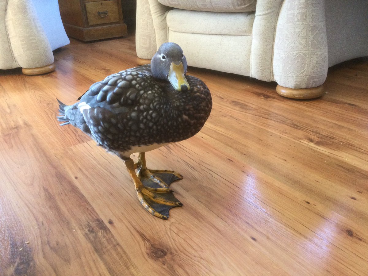 KelperTours's tweet photo. Meet Duck, she is a flightless steamer Duck locally know as a Logger Duck, she was rescued from a cat when she was a tiny duckling, who was going to have her for a snack the Duck is now 7 years old https://t.co/MGv7lq5zOU