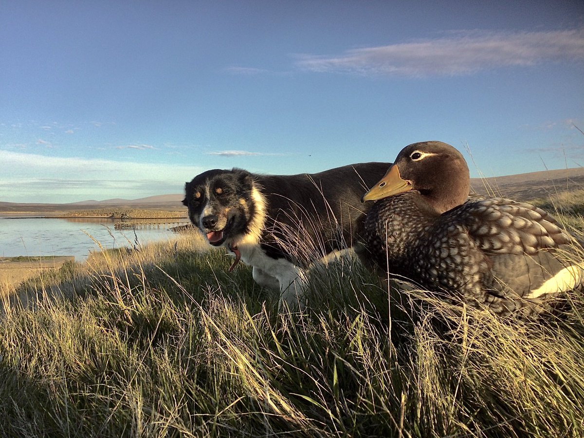 KelperTours's tweet photo. Meet Duck, she is a flightless steamer Duck locally know as a Logger Duck, she was rescued from a cat when she was a tiny duckling, who was going to have her for a snack the Duck is now 7 years old https://t.co/MGv7lq5zOU