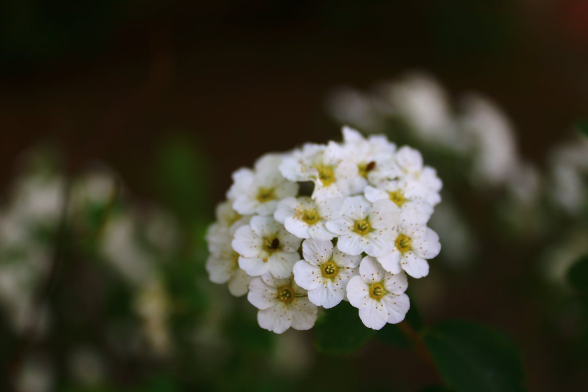 Biborrena's tweet photo. #flower #flowerphotography #Flowers #NatureBeauty #naturelovers #naturelover #NaturePositive #landscape #landscapephotography #landscapelovers #landscapedesign https://t.co/lKRdzq9Q4O