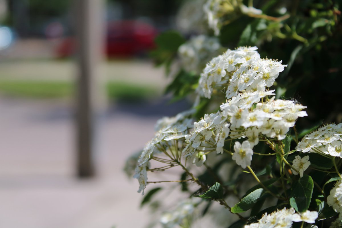 Biborrena's tweet photo. #flower #flowerphotography #Flowers #NatureBeauty #naturelovers #naturelover #NaturePositive #landscape #landscapephotography #landscapelovers #landscapedesign https://t.co/lKRdzq9Q4O