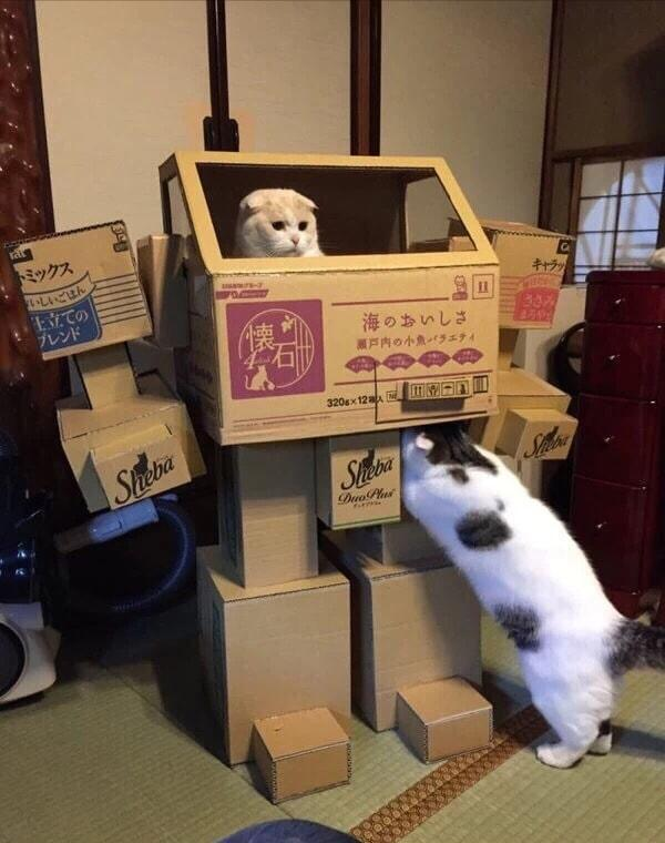 Dont Show Your Cat (@dontshowyourcat) on Twitter photo 