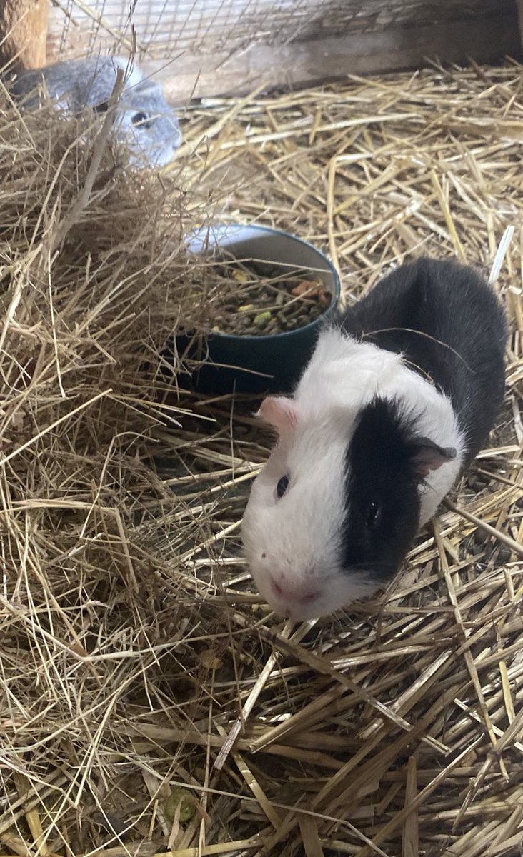 Cantref's tweet photo. Is that a carrot you have got there for me? ๐ฅ #pethandling #animalhandling #petttingzoo #farmpark #breconbeacons #whatsonnearme #thingstodonearme #jubileeweekend #halfterm https://t.co/cXXHZYGIHV