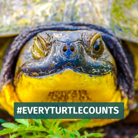 USFWSIntl's tweet photo. Please help: If you suspect someone is illegally collecting or selling wild turtles, contact the U.S. Fish and Wildlife Service by phone (1–844-FWS-TIPS) or email (fws_tips@fws.gov), or contact your state wildlife agency. #KeepTurtlesWild  #EveryTurtleCounts #WildTurtleWeek https://t.co/8KIS4EUGbe