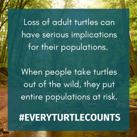 USFWSIntl's tweet photo. Please help: If you suspect someone is illegally collecting or selling wild turtles, contact the U.S. Fish and Wildlife Service by phone (1–844-FWS-TIPS) or email (fws_tips@fws.gov), or contact your state wildlife agency. #KeepTurtlesWild  #EveryTurtleCounts #WildTurtleWeek https://t.co/8KIS4EUGbe