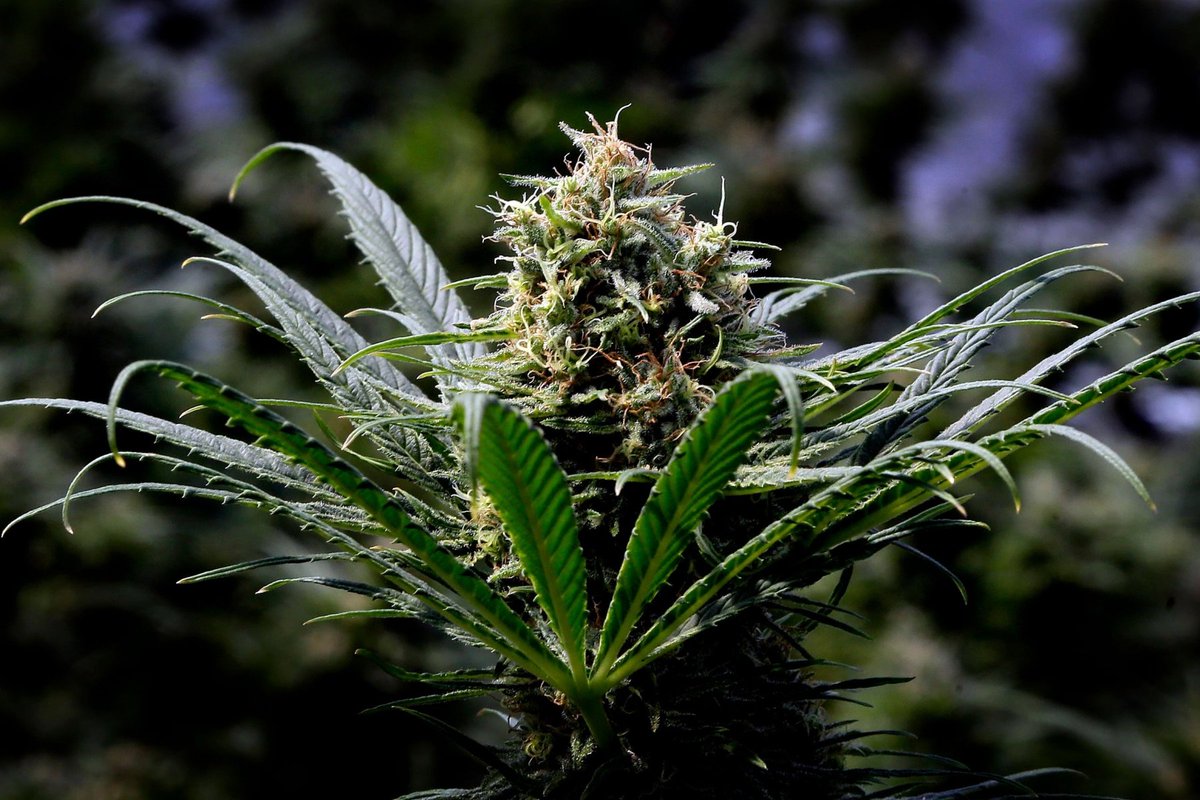 TheSeedlings420's tweet photo. Every state that allows THC products also has a track-and-trace program in place, except, for the moment, Florida. We need to incorporate web3 in the cannabis industry. 
#Mmemberville #StonerFam #cannabis #cannabisculture #420life https://t.co/xiWrojHiFC