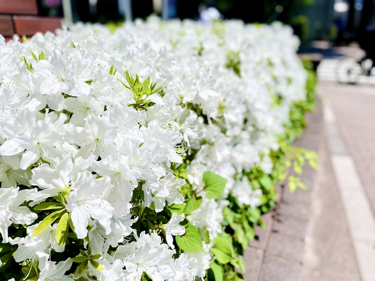 AI_Flower_Shop's tweet photo. ツツジが綺麗すぎました⋆͛*͛ ͙͛⋆͛ᐝ·̩͙ https://t.co/xTE07s2Yy4