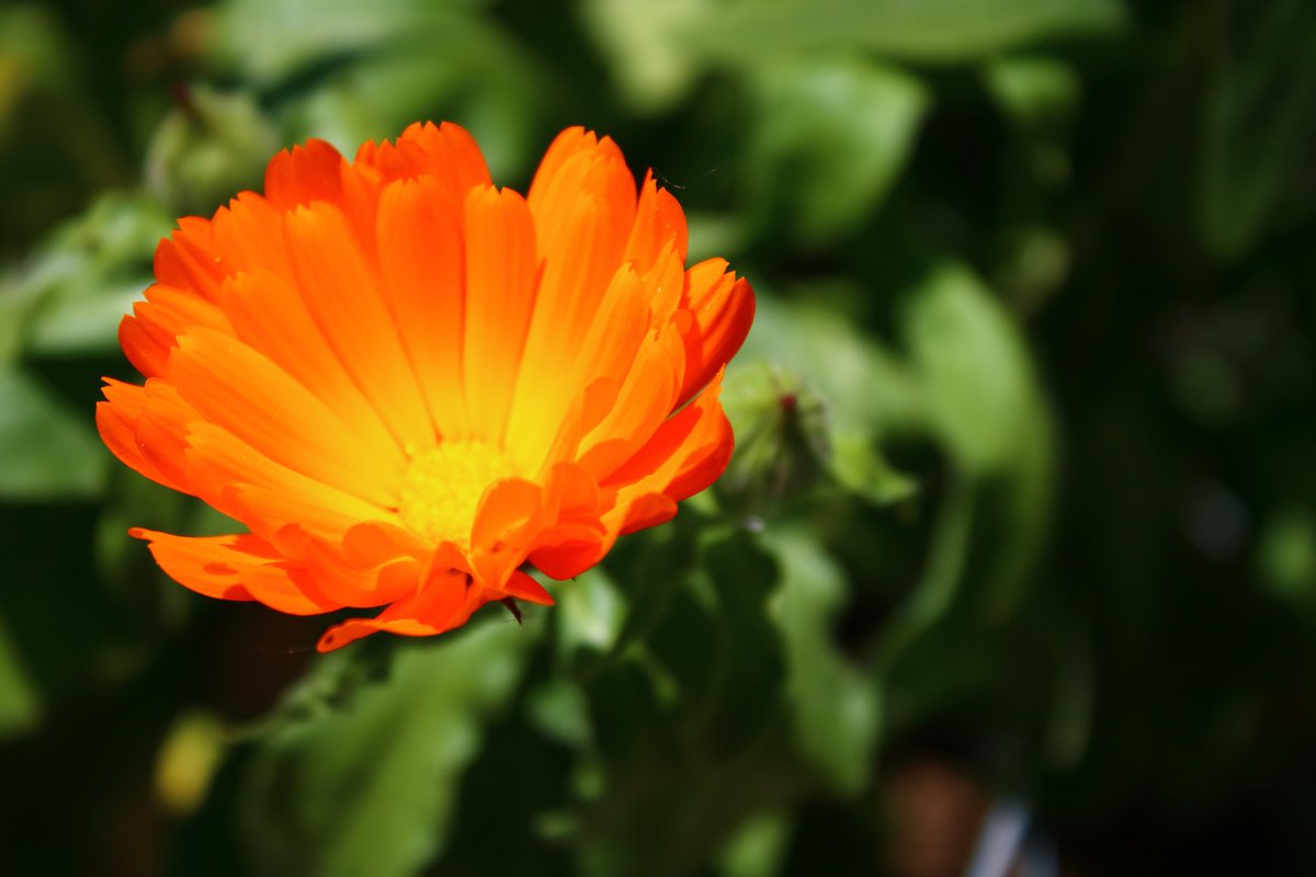 Biborrena's tweet photo. Körömvirág, calendula #flower #flowerphotography #landscapephotography #photography #photographylife https://t.co/mQYNTD16PD