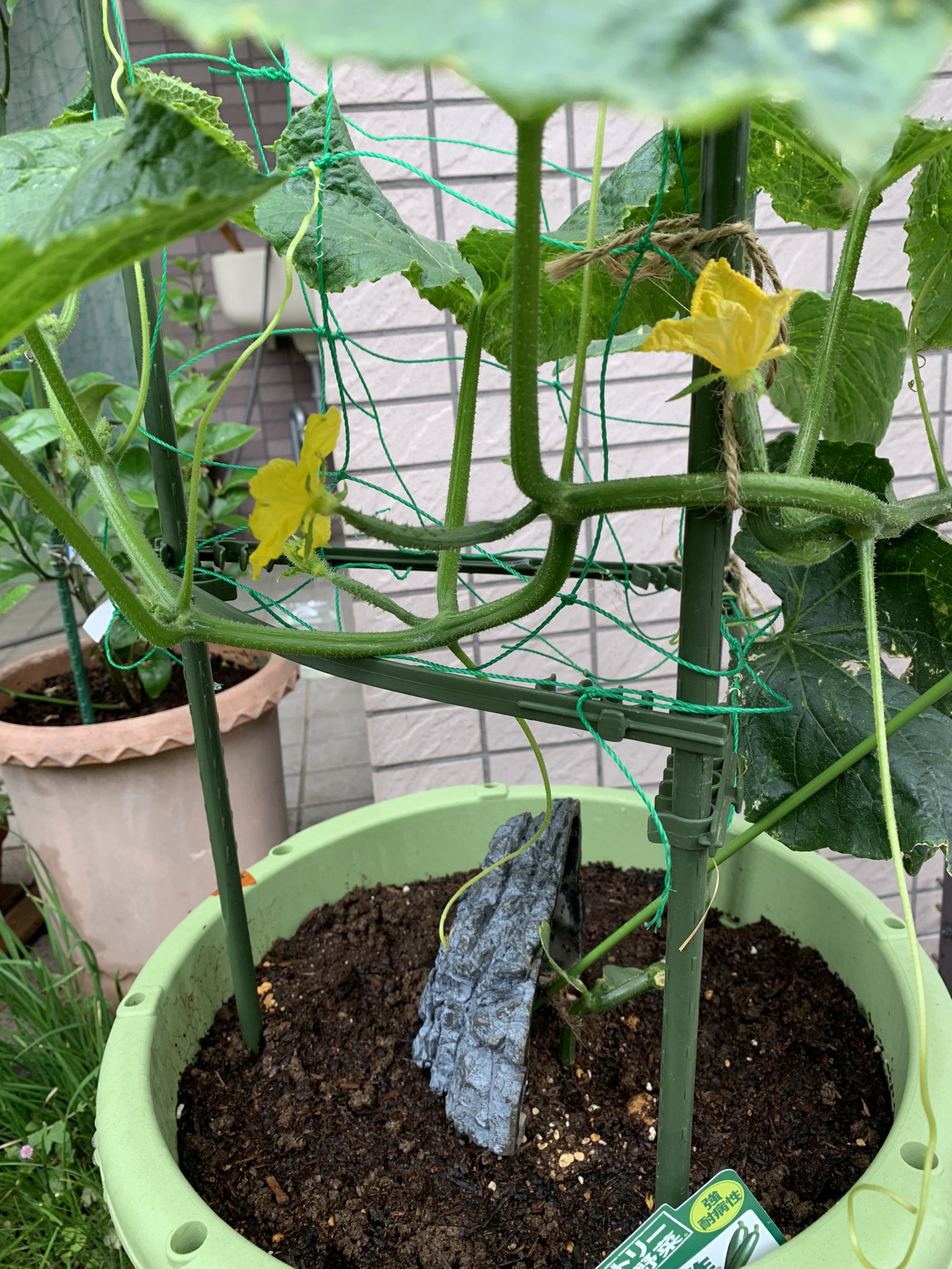 なるはるかぜ キュウリ おはようございます プランター栽培のキュウリ 花が咲いてきました このあたりの節から摘花しないで大きくしようと思います 家庭菜園 キュウリ 野菜作り ガーデニング ツル下ろし サントリーの本気 T Co