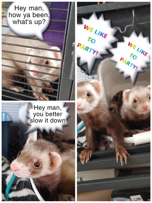 #BIGBANG  @YG_GlobalVIP  #ferrets  #WeLikeToParty https://t.co/0qU4z6fXTN<a href="/tag/bigbang"class="tags">#BIGBANG</a><a class="tags" target="_blank" title="On Twitter" href="/?out=eyJ0eXAiOiJKV1QiLCJhbGciOiJIUzUxMiJ9.eyJpYXQiOjE3MjUwNzY3NzYsImlzcyI6InR3cG9ybnN0YXJzLmNvbSIsIm5iZiI6MTcyNTA3Njc3NiwiZXhwIjoxNzU2NjEyNzc2LCJyZWRpcmVjdF91cmwiOiJodHRwczovL3R3aXR0ZXIuY29tL1lHX0dsb2JhbFZJUCJ9.xj7wFNJstLttjvqVKkfnYGfvkjf8sD6iqgRUX1YF6tpKpkyrrq3JG6qveXRehmkJfZf-OHoRbZvQ1E7UNlCghw">@YG_GlobalVIP</a><a href="/tag/ferrets"class="tags">#ferrets</a><a href="/tag/weliketoparty"class="tags">#WeLikeToParty</a>