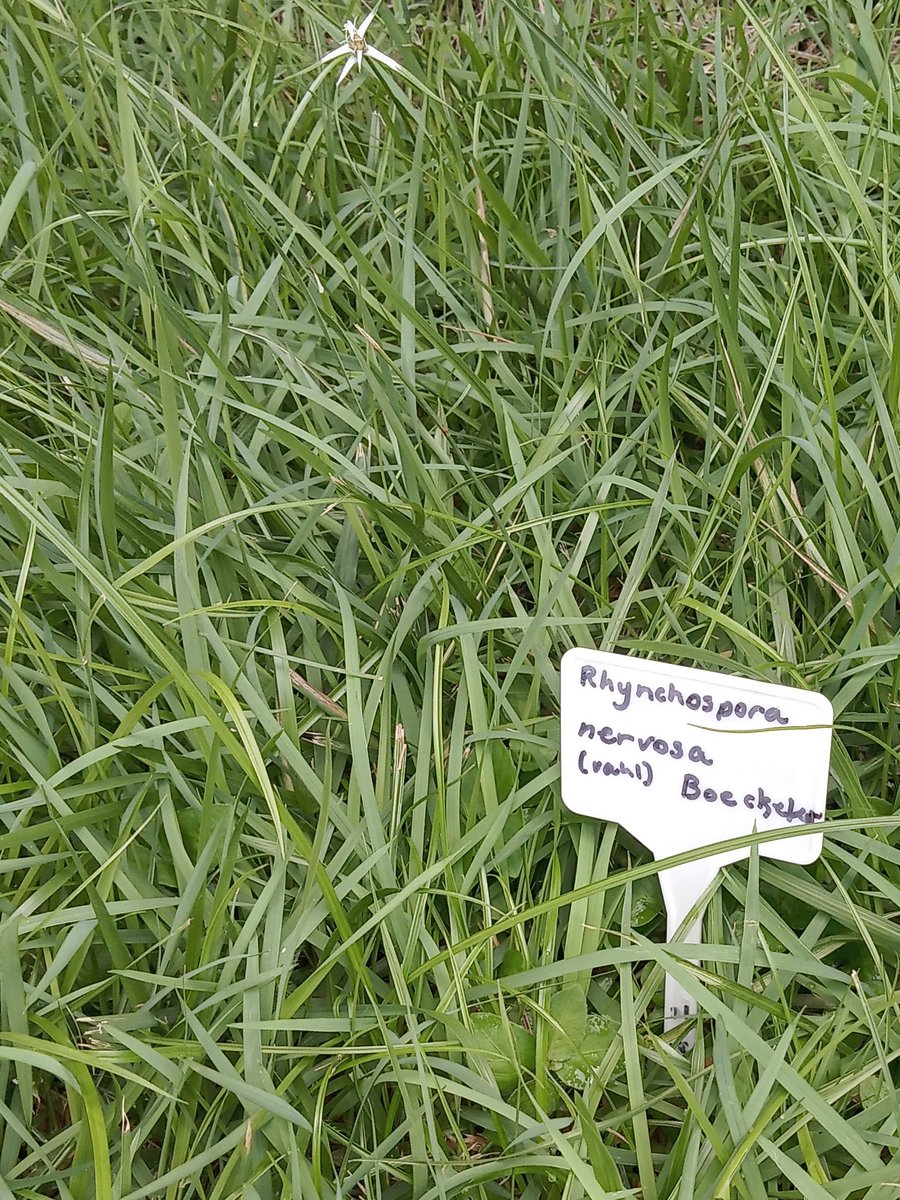 reshyed's tweet photo. Fun discovery using @PlantNetProject  app in #Biology to identify plants. #botany https://t.co/CHXnlvizAO