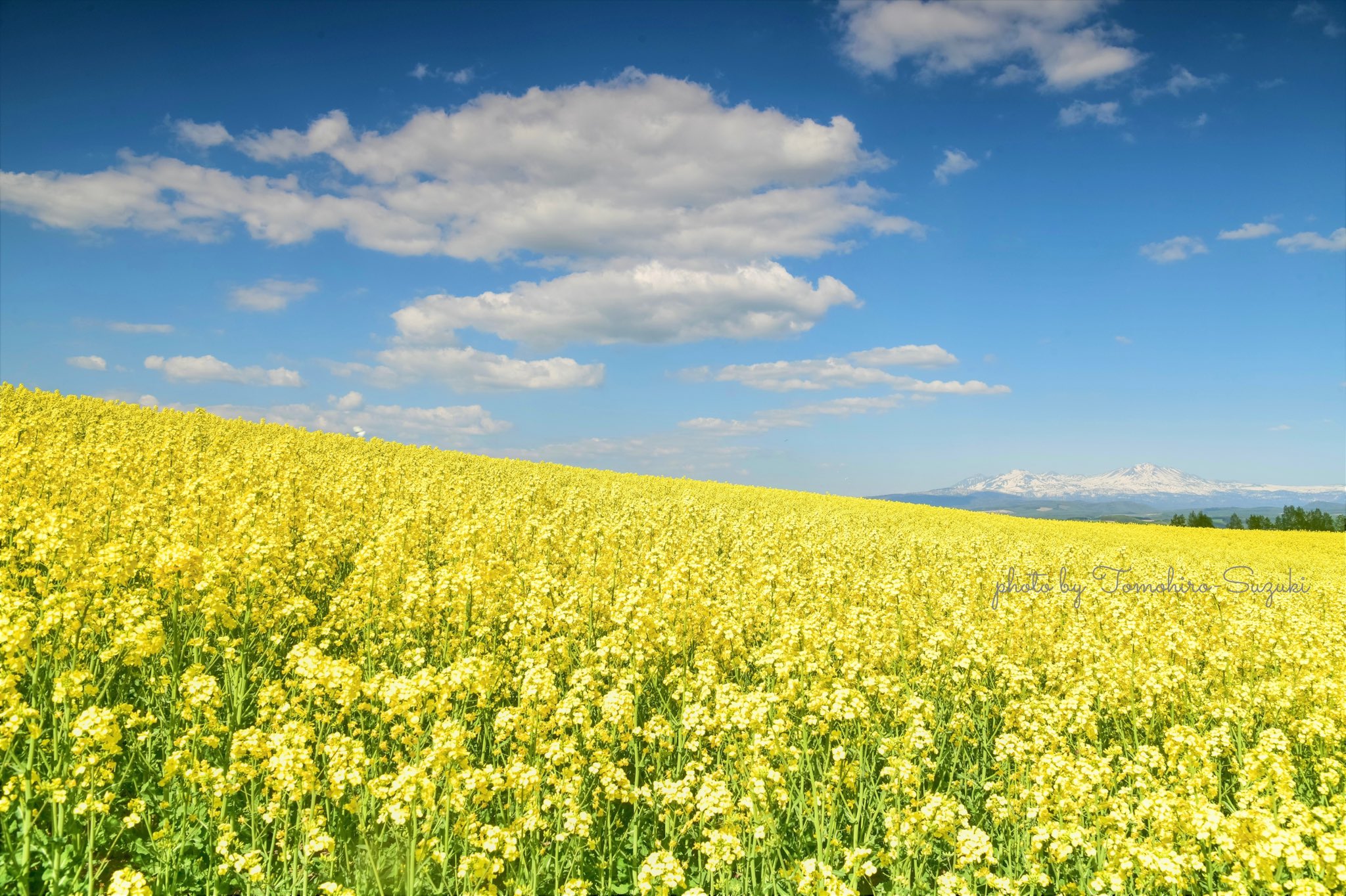 Tomohiro Suzuki 平和を願う 青空の下 満開に咲く菜の花畑 遠くに見える 旭岳の神々は このウクライナカラーを どう見ているだろうか 早く人類最低な行為が 終わりますように 22 05 18 撮影 北海道 上川郡 美瑛町 北海道 東京カメラ部 Hokkaido