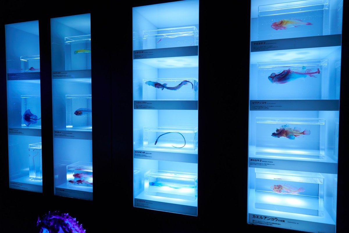 沼津港深海水族館

#写真好きな人と繋がりたい 
#ファインダー越しの私の世界ᅠ 
#キリトリセカイ