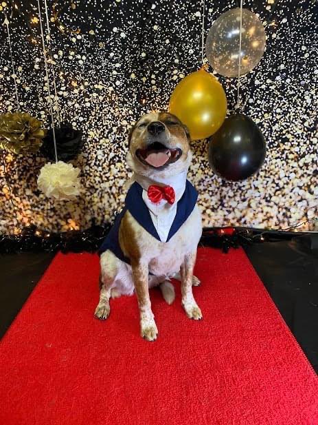 historicallysam's tweet photo. If anyone is looking for something to do tonight, check out the @dogtopia Elsmere Facebook page and like Charlieβs photo. Most likes win Prom King and Queen! #dogtwitter #dogsoftwitter #dogtopia #doggydaycare #puppyprom https://t.co/IXjiwQG5ce