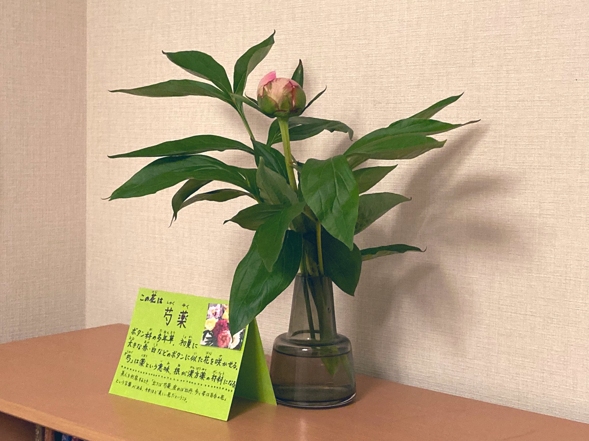 ぽむぽむ 子供らがあまりに植物の名前に疎いから 時々花を買って飾ってるんだけど 今日 思いついて花の説明の立札をつけてみた そしたら9才が そうそう 名前とか こういうの知りたかったんだよー これからも名札つけて と そうかぁ こうすれ ぽむぽむ 子供らがあまりに植物の名前に疎いから 時々花を買って飾ってるんだけど 今日 思いついて花の説明の立札をつけてみた そしたら9才が そうそう 名前とか こういうの知りたかったんだよー これからも名札つけて と そうかぁ こうすれ