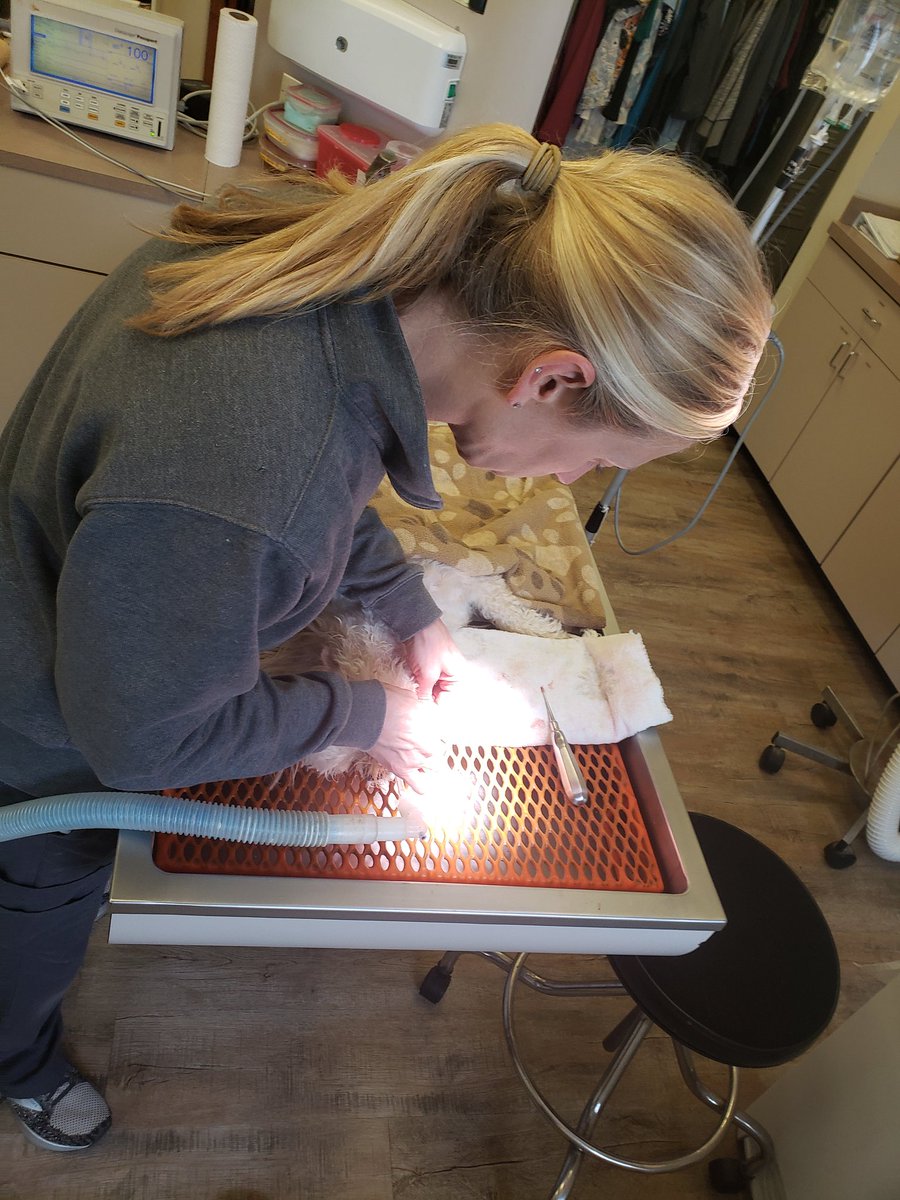 spfox77's tweet photo. @TheRealNasa00 my technician and I finishing a dental cleaning yesterday.  been a vet for almost 20 years https://t.co/i1ybbfPwkj