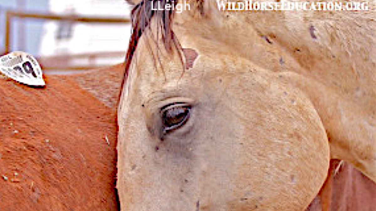Save America's Forgotten Equines (SAFE) vote in House subcommittee tomorrow. WHE joins @skydogsanctuary and @CANAFoundation and countless others asking Congress to #PassTheSAFEAct. >> bit.ly/3wOn0Zi
#yes2safe #horses #WildHorses #StopHorseSlaughter