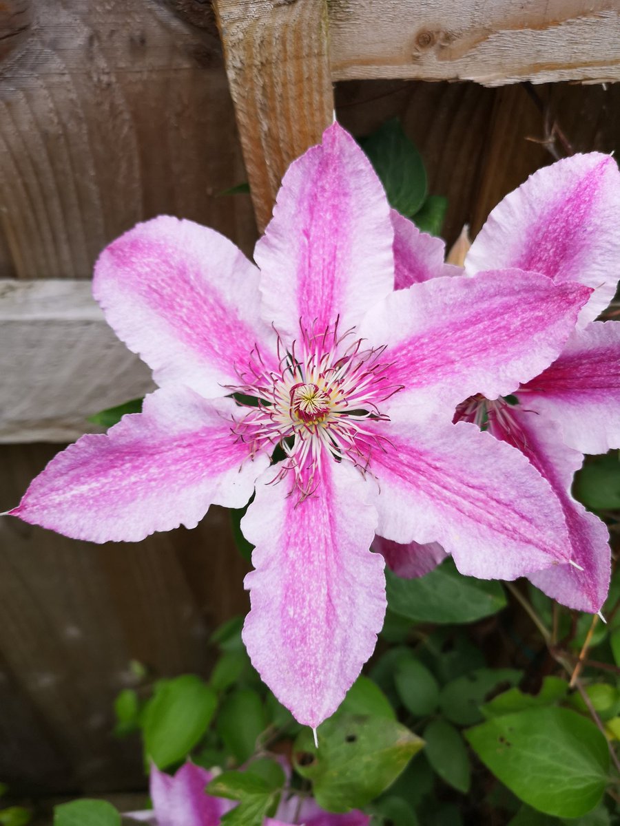 Petrolheadsarah's tweet photo. I took these photos this afternoon of our Clematis #Darius & the foxgloves which grow amongst it! The trellis is against our back gate. ๐ธ Credit:- @Petrolheadsarah #clematis #darius #foxglove #pinkandwhitestripes #varyingshadesofpink #backyardgarden #containerplants ๐ธ๐ฎ๐ฑ๐ https://t.co/E0g2ndSDtY