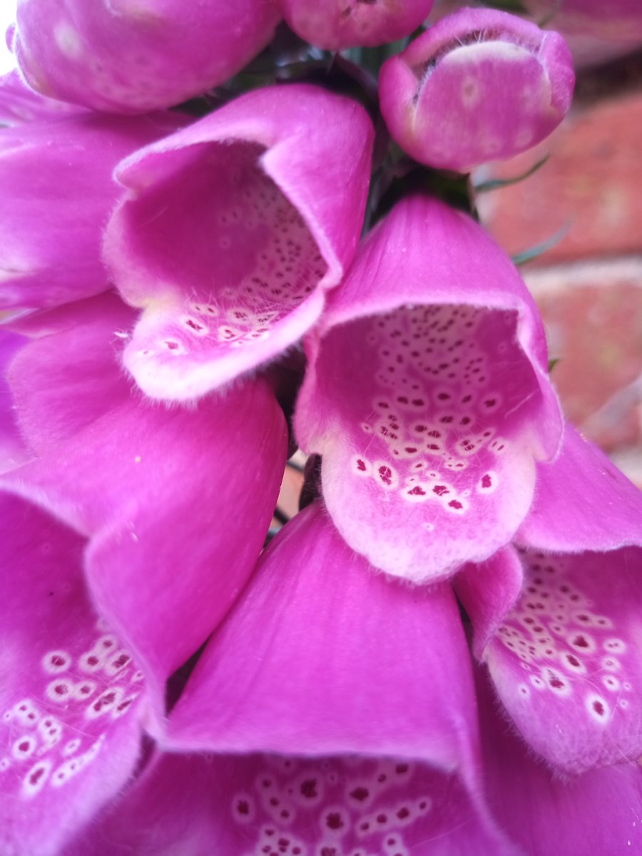 Jordans_Farm's tweet photo. Foxglove Perfection! 
#flowersforbees #britishflora #foxglove #freckles #details #nativeflowers #wildflowers #May #SaveTheBees #flowersforpollinators https://t.co/Bh3RwEv6pF
