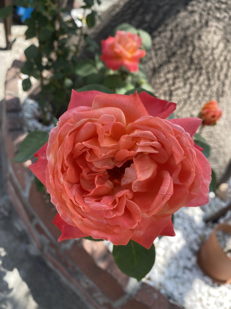 PlatypusRobot's tweet photo. Some blooms to break up your doom scrolling. #bloomscroll https://t.co/bdoobvhlmO