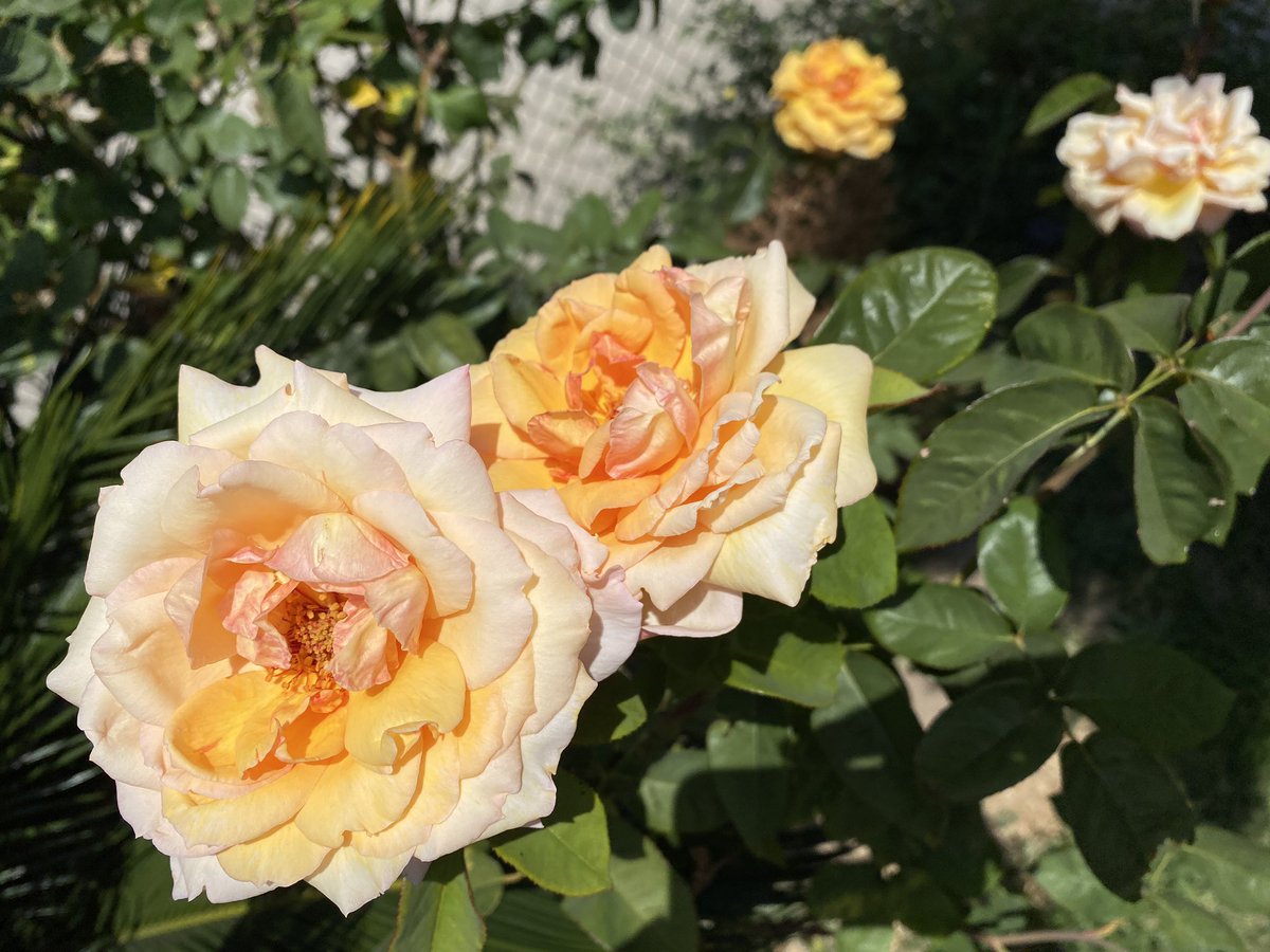 PlatypusRobot's tweet photo. Some blooms to break up your doom scrolling. #bloomscroll https://t.co/bdoobvhlmO