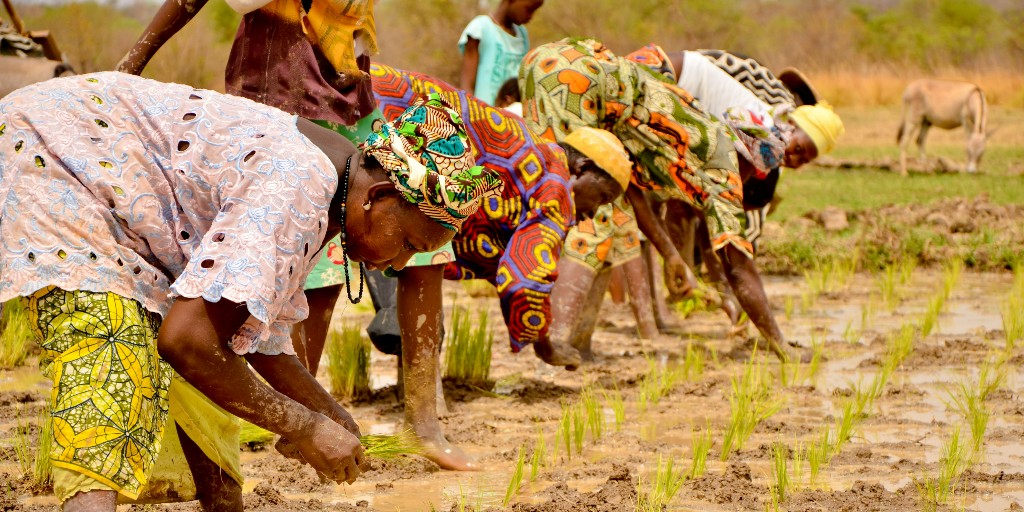 PeaceCorps's tweet photo. On #AfricaDay, we celebrate the Organisation of African Unity and socio-economic achievements of Africa! 🌍

This year's theme is nutrition and food security. From farming to community gardens to malnutrition, #PeaceCorps Volunteers work with partners to address food security. 🌍 https://t.co/9DSOhmg9OA