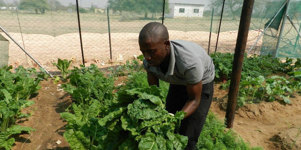 PeaceCorps's tweet photo. On #AfricaDay, we celebrate the Organisation of African Unity and socio-economic achievements of Africa! 🌍

This year's theme is nutrition and food security. From farming to community gardens to malnutrition, #PeaceCorps Volunteers work with partners to address food security. 🌍 https://t.co/9DSOhmg9OA