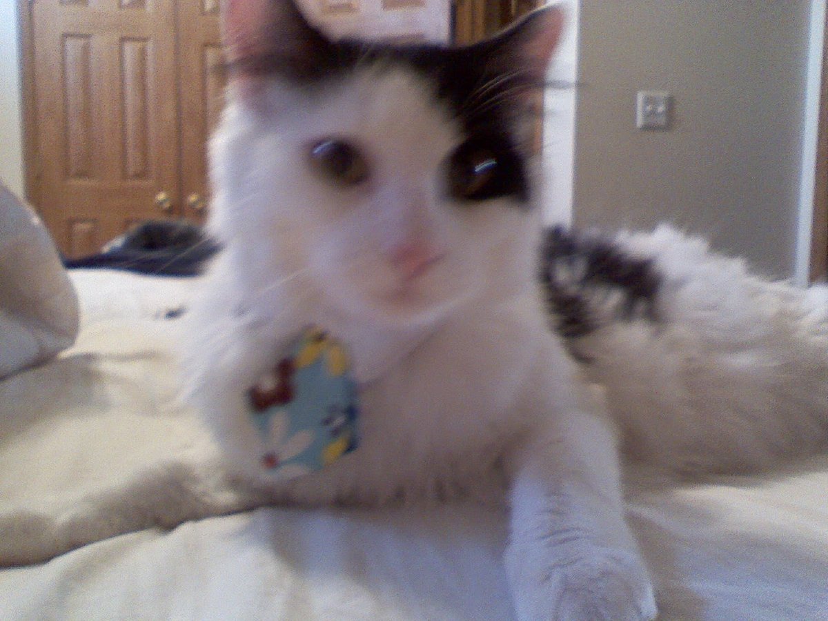 RIP my boy I will miss you so much 😭 Elvis you were the sweetest boy!!