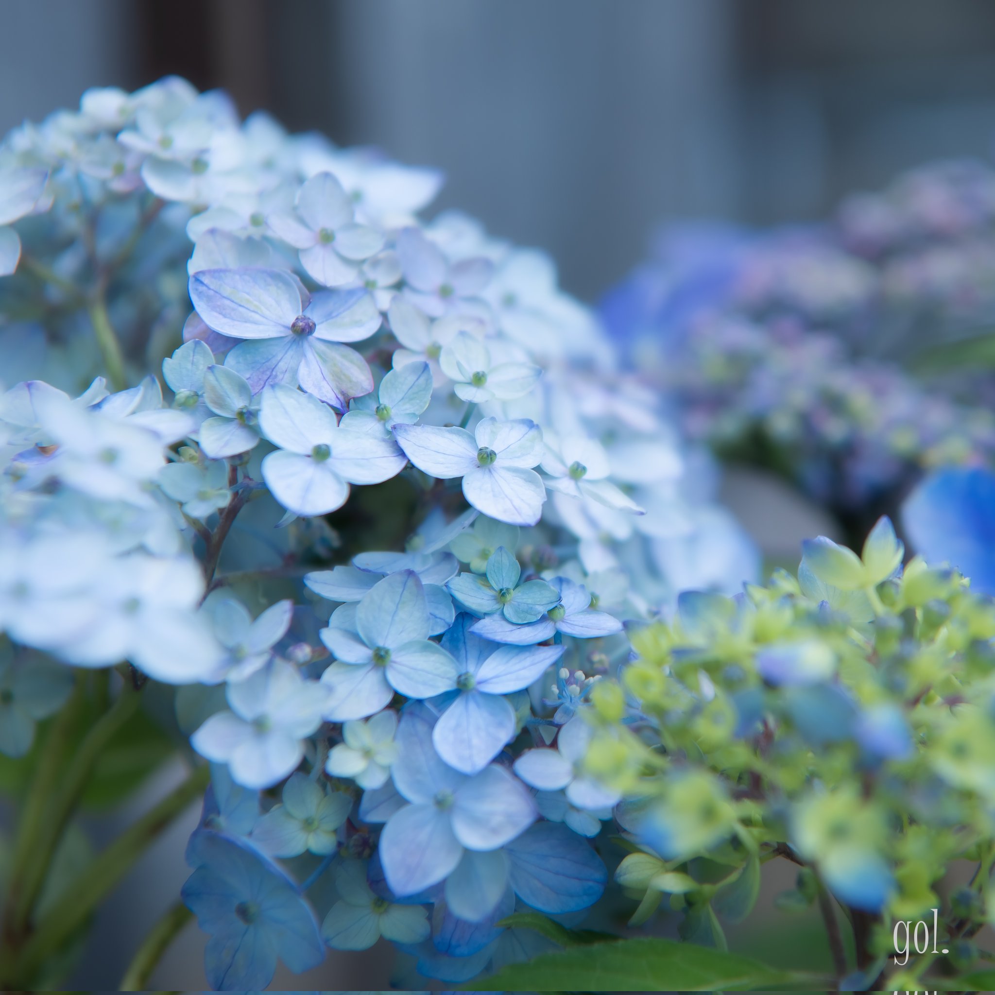 Uzivatel Gol Na Twitteru おはようございます 紫陽花 T Co Ukt5wjz914 Twitter