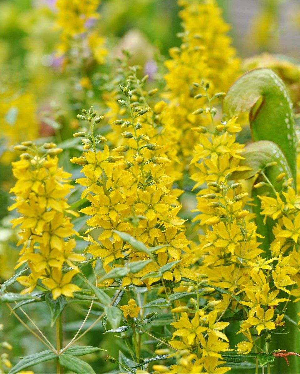 Rough-leaf loosestrife (Lysimachia asperulifolia), a federally