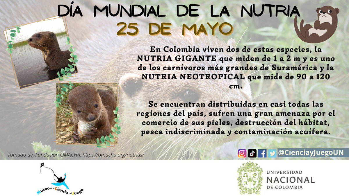 CienciayJuegoUN's tweet photo. Hoy #Mayo25 se celebra el #DíaMundialdelaNutria, esta hermosa especie es #Bioindicadora de la calidad del agua 💧🌊, vive en sistemas de agua dulce y marina, son mamíferos carnívoros y como depredadores regulan las poblaciones de peces🐟.
#SomosUNAL https://t.co/TxSTeCT8iN