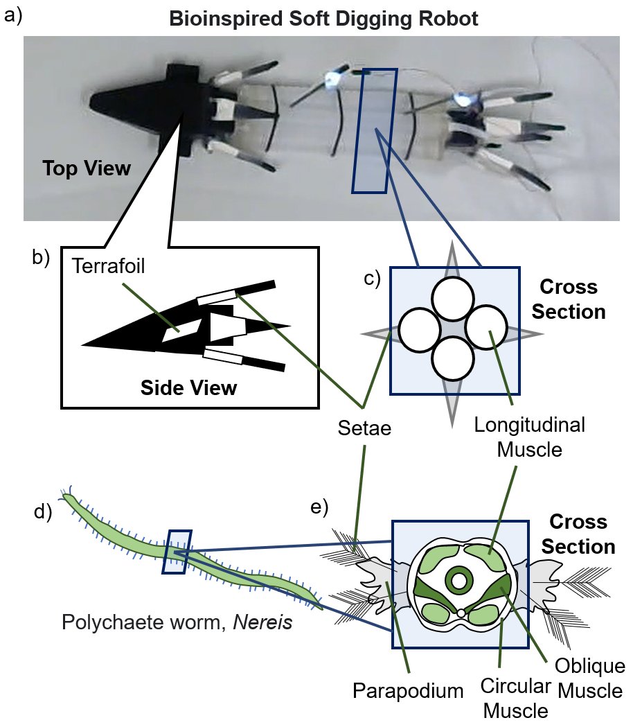 RoboWorms! Nick Gravish's lab at UCSD just published on a Nereis-inspired digging robot #WormWednesday  gravishlab.ucsd.edu/PDF/Robosoft_2…