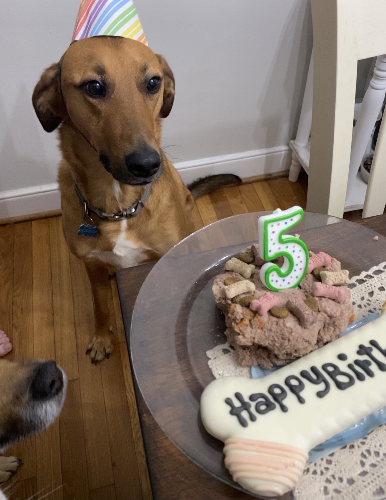 Hudson on X: "It's my birthday! Happy 5th birthday to me. 🍰🎂🦴💩 #DogsofTwittter https://t.co/FmAZTTpFED" / X