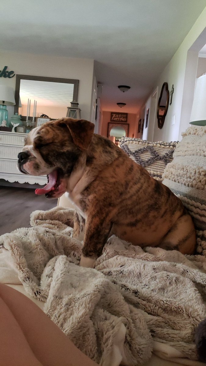 deniselynne1966's tweet photo. This meatball has made today bearable...thank God for puppers. Unconditional love, ridiculously adorable in a way only a momma can appreciate &amp; her attitude~my bulldozer aka #pipergrace 
#just2seeusmile Have a good eve lovelies~Rain has stopped~we are going to sit &amp; enjoy life🌤D https://t.co/roRVXJtqom